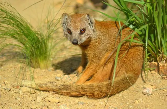 10 Animals Similar To The Yellow Mongoose And How To Tell Them Apart
