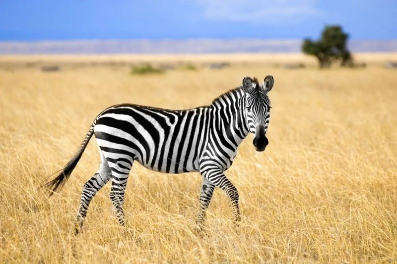 10 Animals Similar To The Zebra And How To Tell Them Apart