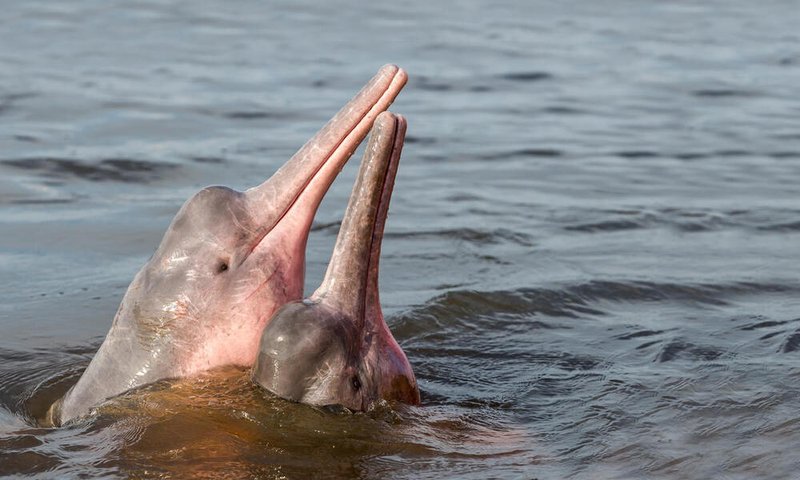 10 Cool Things You Didn'T Know About The Amazon River Dolphin