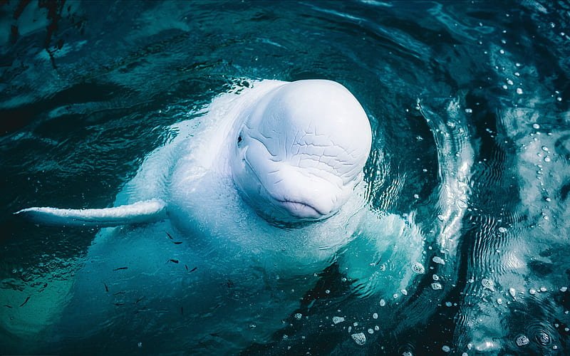 10 Cool Things You Didn'T Know About The Beluga Whale