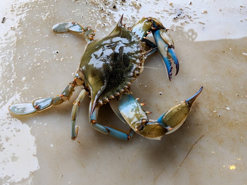 10 Cool Things You Didn'T Know About The Blue Crab