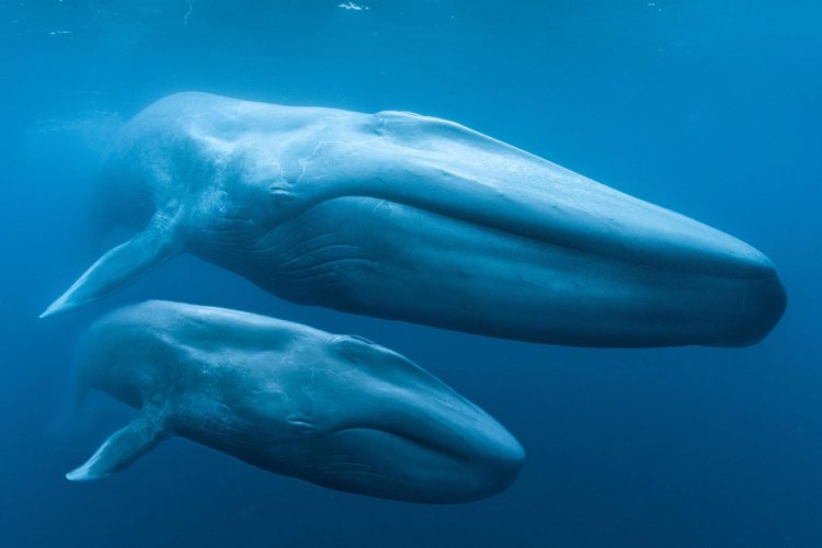 10 Cool Things You Didn'T Know About The Blue Whale