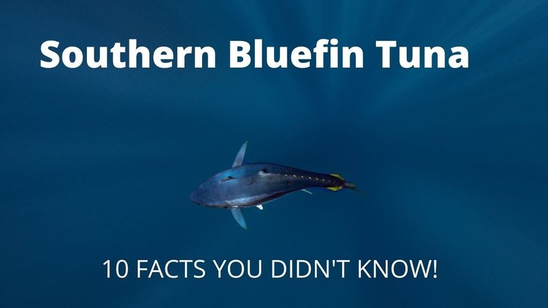 10 Cool Things You Didn'T Know About The Bluefin Tuna