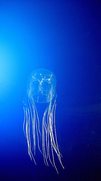 10 Cool Things You Didn'T Know About The Box Jellyfish