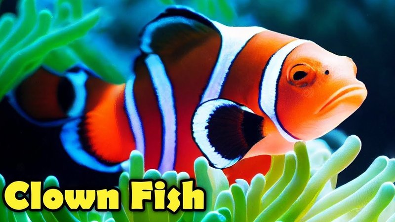 10 Cool Things You Didn'T Know About The Clownfish