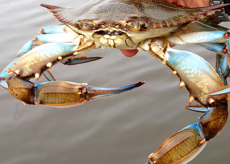 10 Cool Things You Didn'T Know About The Crab