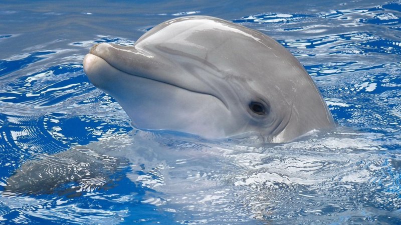 10 Cool Things You Didn'T Know About The Dolphin
