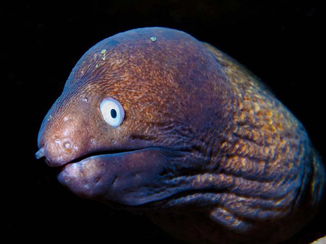 10 Cool Things You Didn'T Know About The Eel
