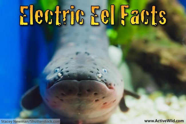 10 Cool Things You Didn'T Know About The Electric Eel