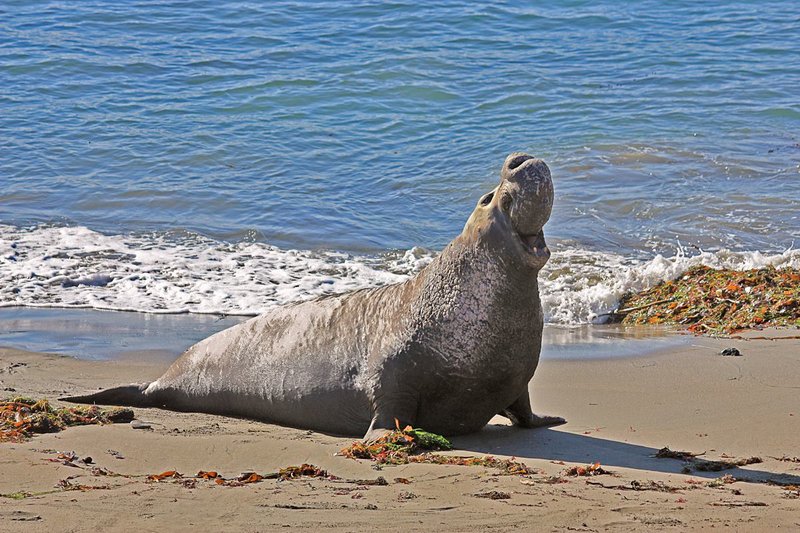 10 Cool Things You Didn'T Know About The Elephant Seal