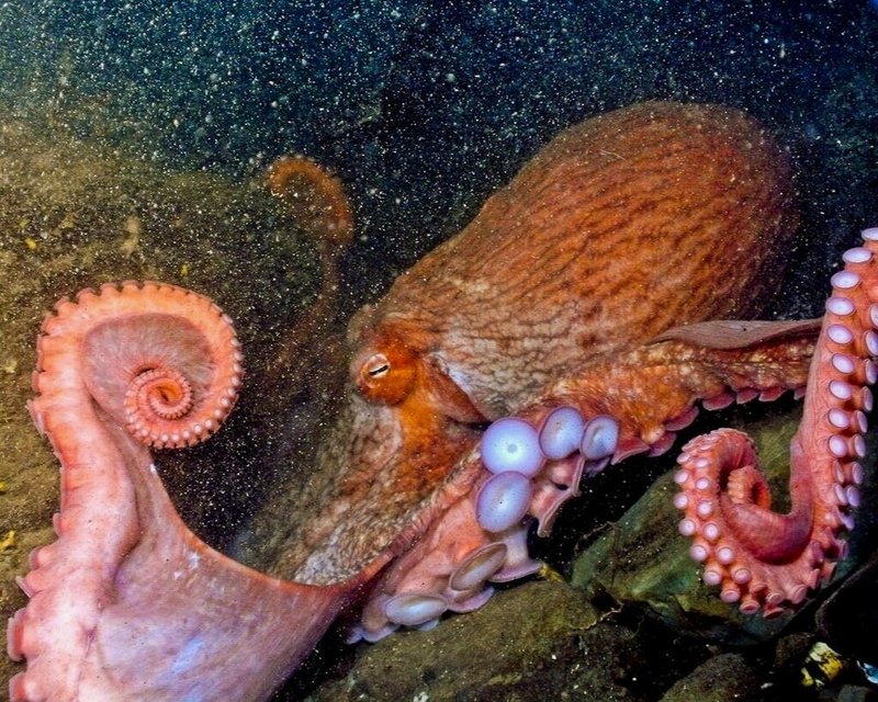 10 Cool Things You Didn'T Know About The Giant Pacific Octopus