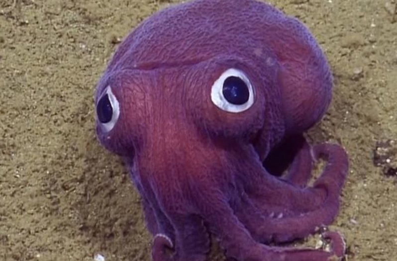 10 Cool Things You Didn'T Know About The Giant Squid