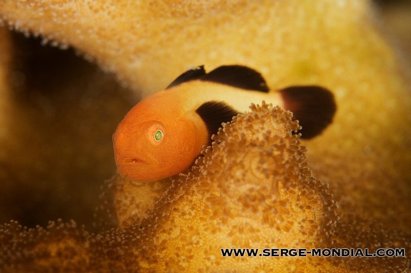10 Cool Things You Didn'T Know About The Goby
