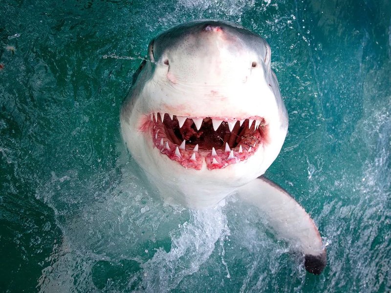10 Cool Things You Didn'T Know About The Great White Shark