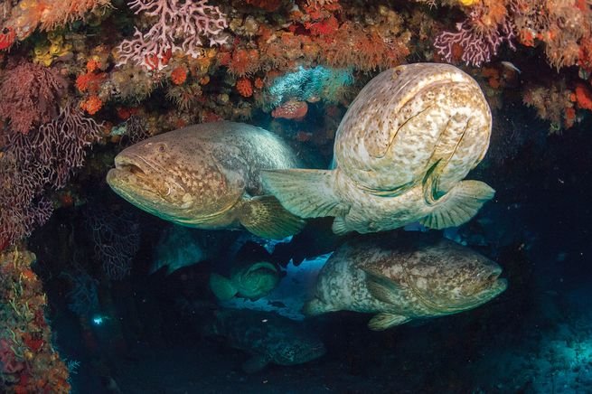 10 Cool Things You Didn'T Know About The Grouper