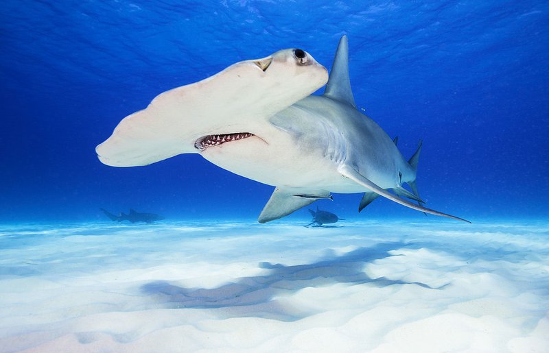 10 Cool Things You Didn'T Know About The Hammerhead Shark