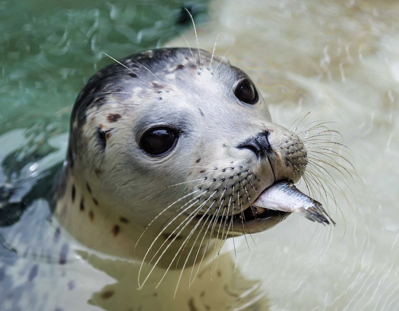 10 Cool Things You Didn'T Know About The Harbor Seal