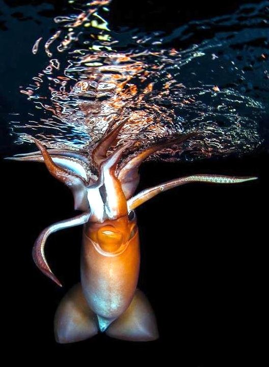 10 Cool Things You Didn'T Know About The Humboldt Squid