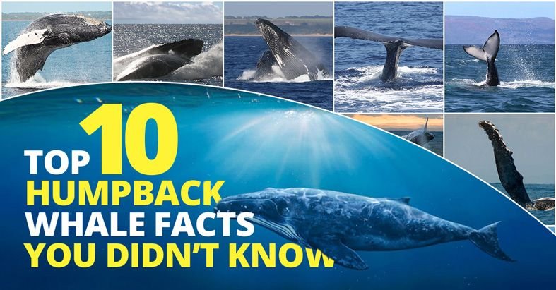 10 Cool Things You Didn'T Know About The Humpback Whale