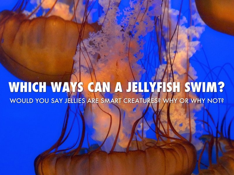 10 Cool Things You Didn'T Know About The Jellyfish
