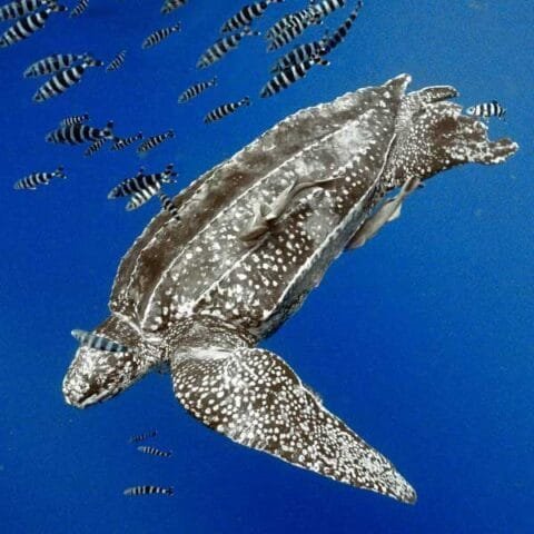 10 Cool Things You Didn'T Know About The Leatherback Turtle