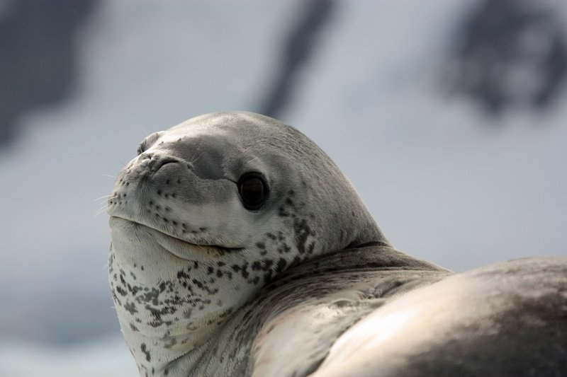 10 Cool Things You Didn'T Know About The Leopard Seal