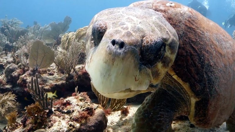 10 Cool Things You Didn'T Know About The Loggerhead Turtle