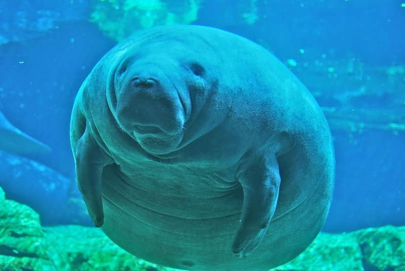 10 Cool Things You Didn'T Know About The Manatee
