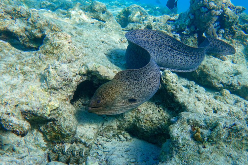 10 Cool Things You Didn'T Know About The Moray Eel