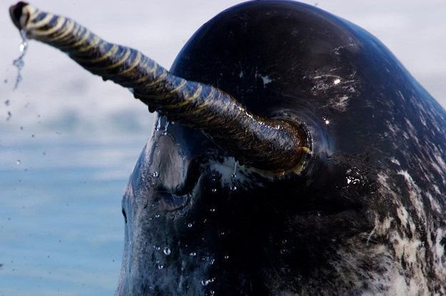 10 Cool Things You Didn'T Know About The Narwhal