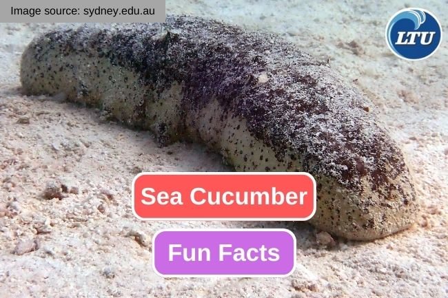 10 Cool Things You Didn'T Know About The Sea Cucumber