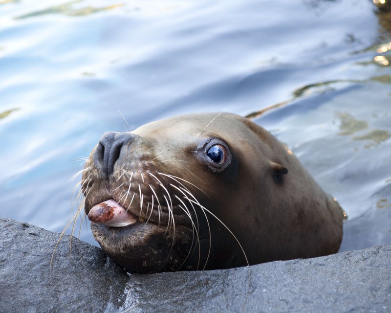 10 Cool Things You Didn'T Know About The Sea Lion