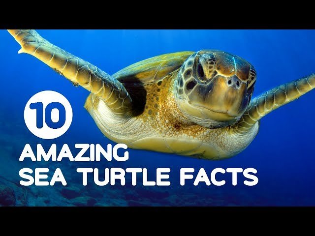 10 Cool Things You Didn'T Know About The Sea Turtle