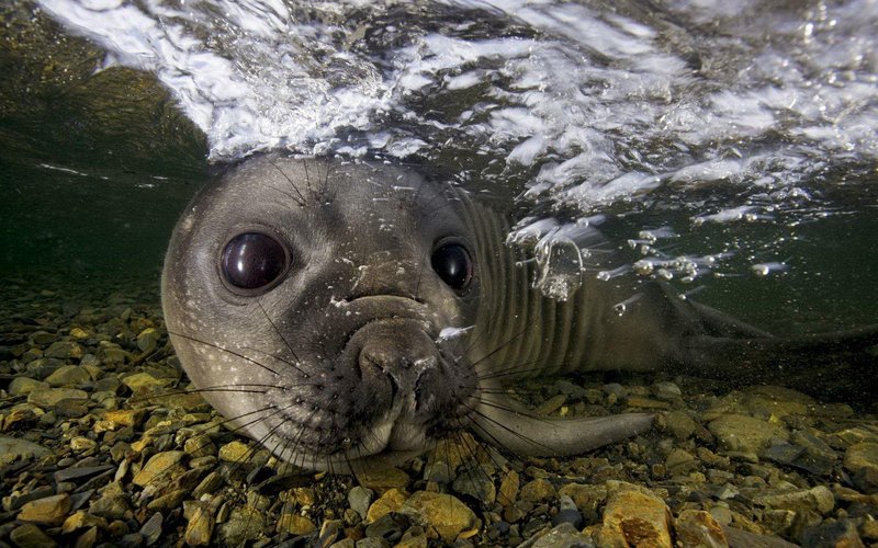 10 Cool Things You Didn'T Know About The Seal