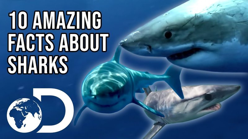10 Cool Things You Didn'T Know About The Shark