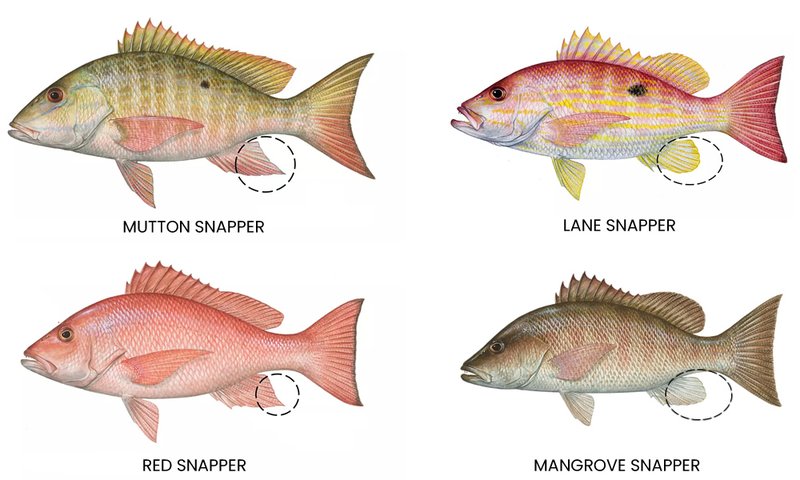 10 Cool Things You Didn'T Know About The Snapper