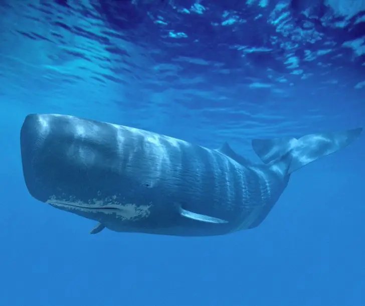 10 Cool Things You Didn'T Know About The Sperm Whale