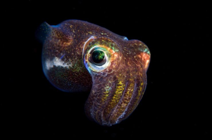 10 Cool Things You Didn'T Know About The Squid