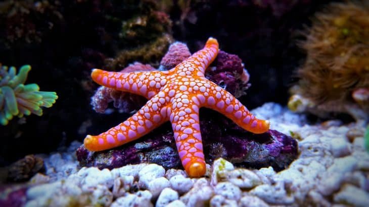 10 Cool Things You Didn'T Know About The Starfish
