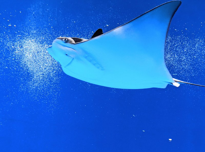 10 Cool Things You Didn'T Know About The Stingray