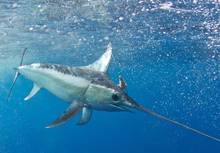 10 Cool Things You Didn'T Know About The Swordfish