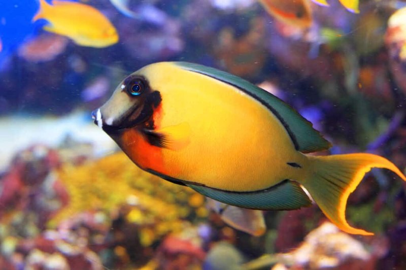 10 Cool Things You Didn'T Know About The Tang Fish