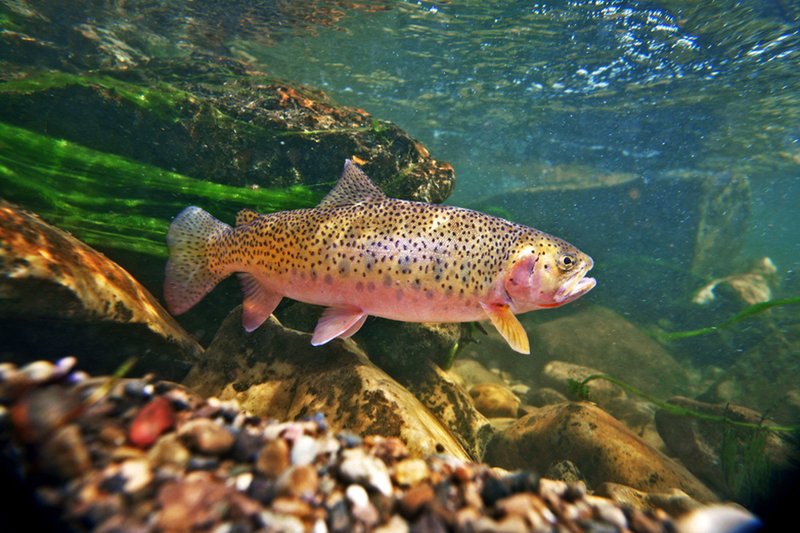 10 Cool Things You Didn'T Know About The Trout