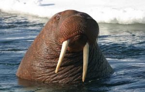 10 Cool Things You Didn'T Know About The Walrus