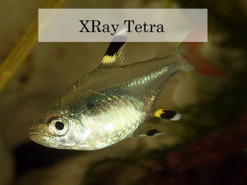 10 Cool Things You Didn'T Know About The X-Ray Tetra