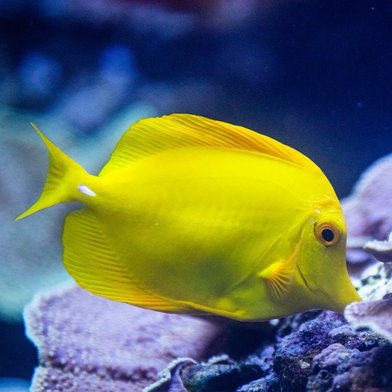 10 Cool Things You Didn'T Know About The Yellow Tang