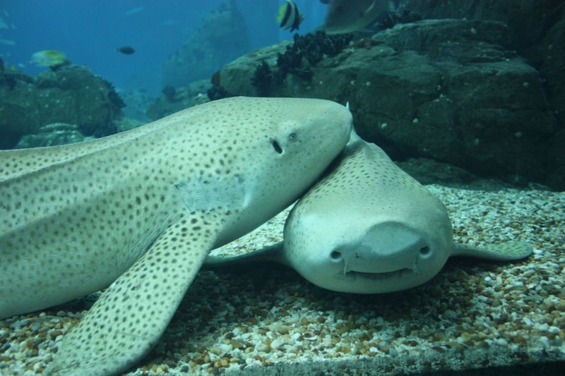 10 Cool Things You Didn'T Know About The Zebra Shark