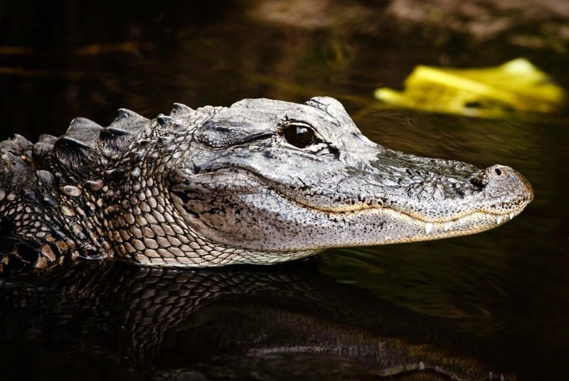 10 Things You Didn'T Know About The Alligator