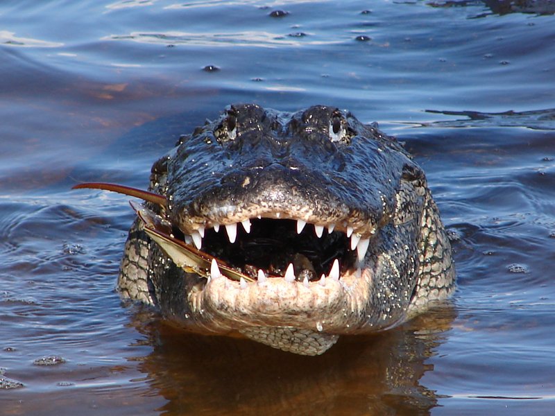 10 Things You Didn'T Know About The American Alligator