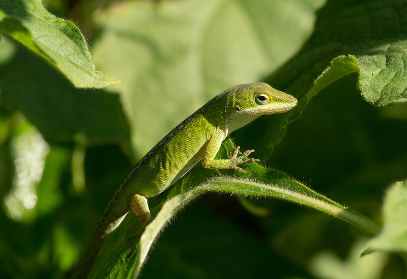10 Things You Didn'T Know About The Anole Lizard